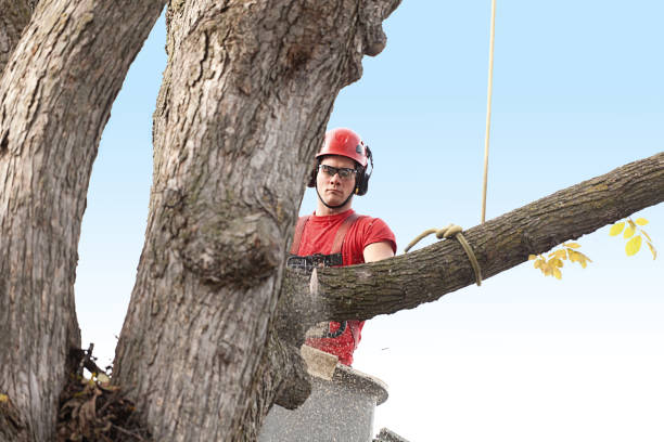 Reliable Great Falls, MT Tree Removal Services Solutions