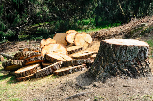 How Our Tree Care Process Works  in  Great Falls, MT